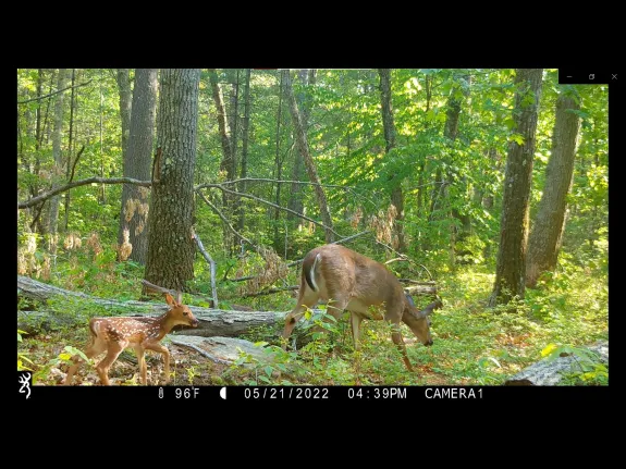 A white-tailed deer and fawn in Boylston, photographed with an automatically triggered wildlife camera by Jim Makuc.