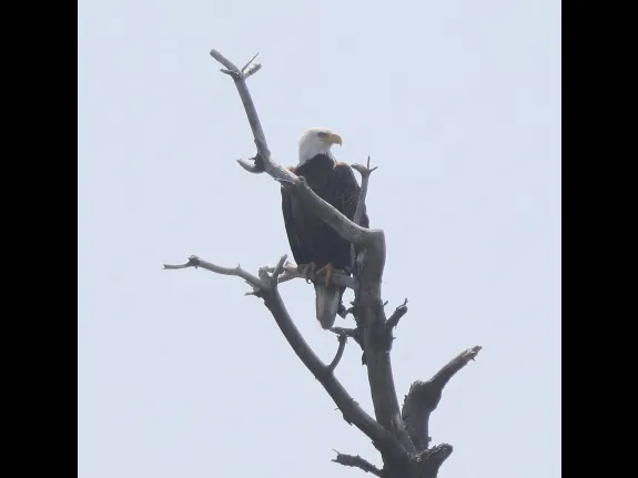 A bald eagle at the Sudbury Reservoir in Southborough, photographed by Steve Forman.