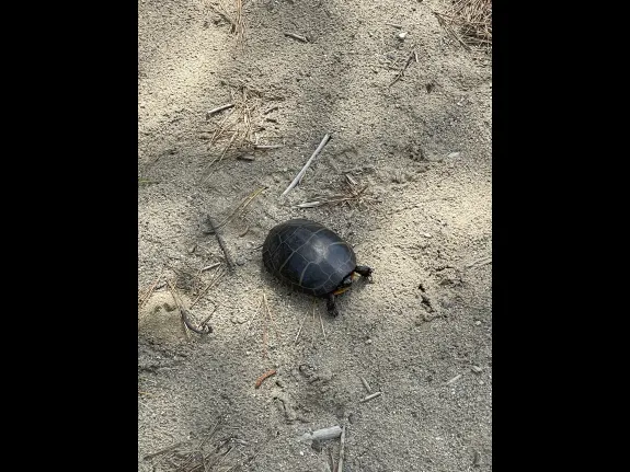 A painted turtle at Memorial Forest in Sudbury, photographed by Dan Clawson.
