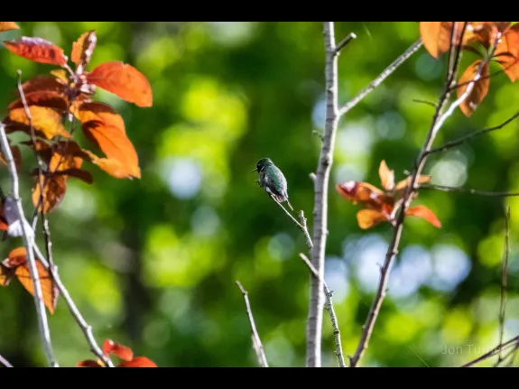 A ruby-throated hummingbird in Harvard, photographed by Jon Turner.