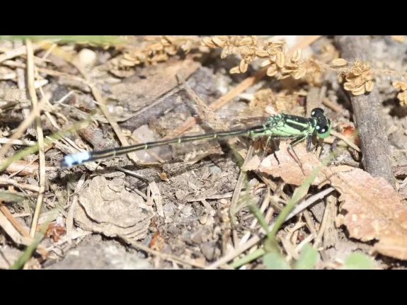 An eastern forktail at Farm Pond in Framingham, photographed by Steve Forman.