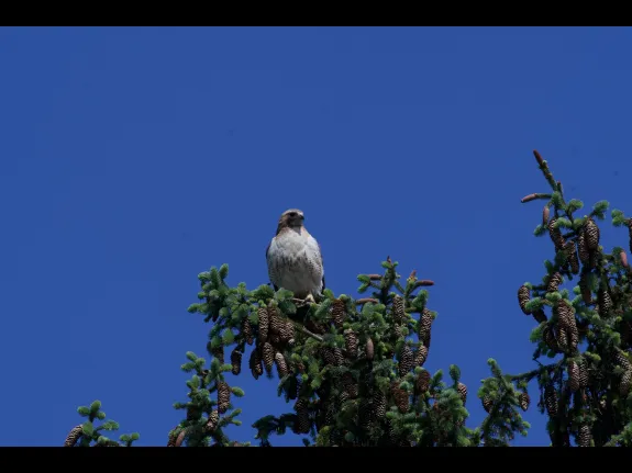 A red-tailed hawk in Maynard, photographed by Gail Sartori.