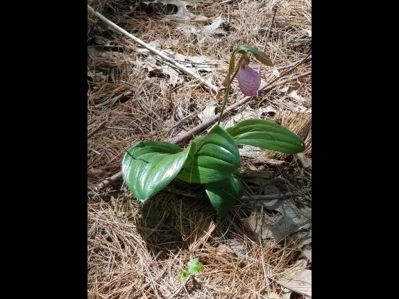 A pink lady's slipper at SVT's Smith Conservation Land in Littleton, photographed by Michele Girard.