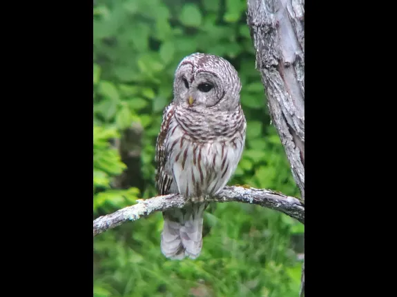 A barred owl along Hop Brook in Sudbury, photographed by Filip De Vos.