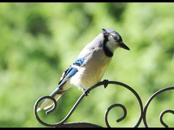 A blue jay in Northborough, photographed by Sandy Howard.