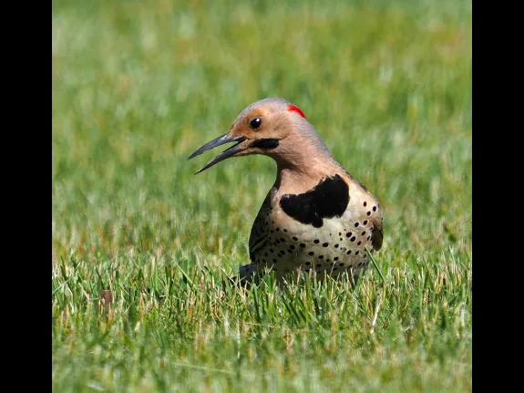 A northern flicker in Sudbury, photographed by Joan Chasan.