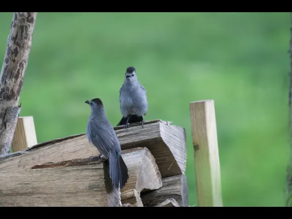 Gray catbirds in Maynard, photographed by Gail Sartori.