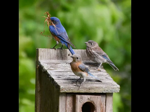 Eastern bluebirds in Lincoln, photographed by Ron McAdow.