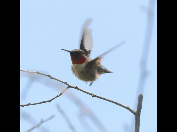 A ruby-throated hummingbird at Breakneck Hill Conservation Land in Southborough, photographed by Steve Forman.