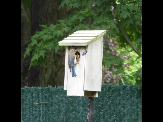Eastern bluebirds in Westborough, photographed by John Carter.