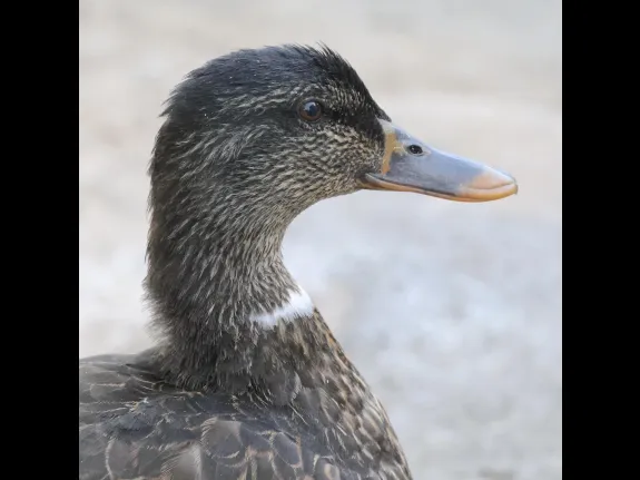 A mallard at Hager Pond in Marlborough, photographed by Steve Forman.