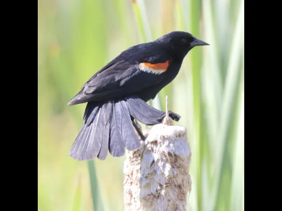 A red-winged blackbird at Breakneck Hill Conservation Land in Southborough.