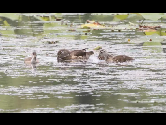 Wood ducks at Great Meadows National Wildlife Refuge in Concord, photographed by Steve Forman..
