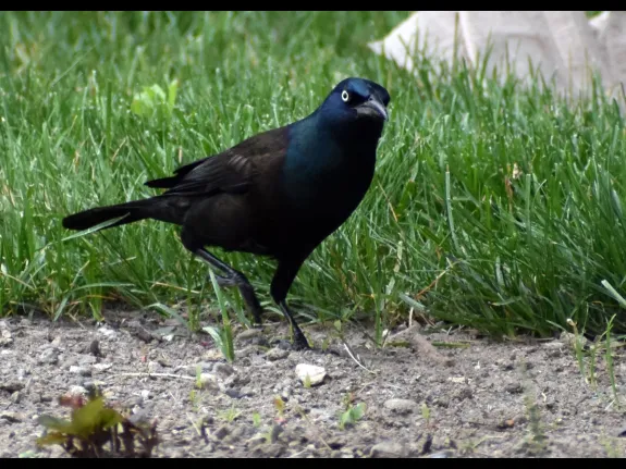 A common grackle in Southborough, photographed by Eric Crockwell.