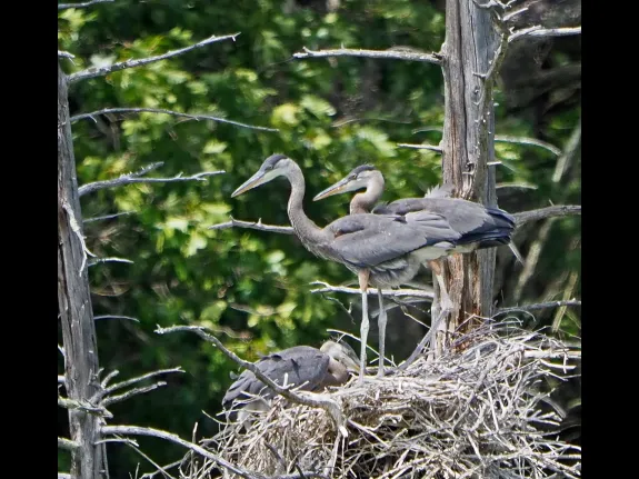Great blue herons at Assabet River National Wildlife Refuge in Maynard, photographed by Joan Chasan.