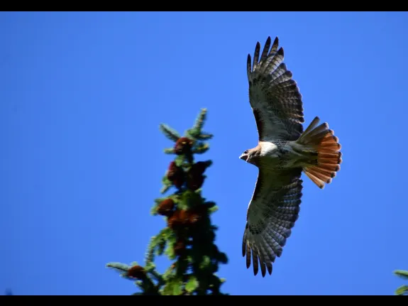 A red-tailed hawk in Southborough, photographed by Eric Crockwell.