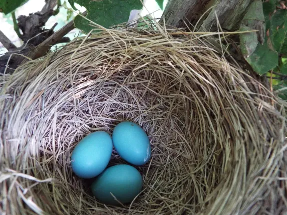 An American robin nest in Harvard, photographed by Robin Right.