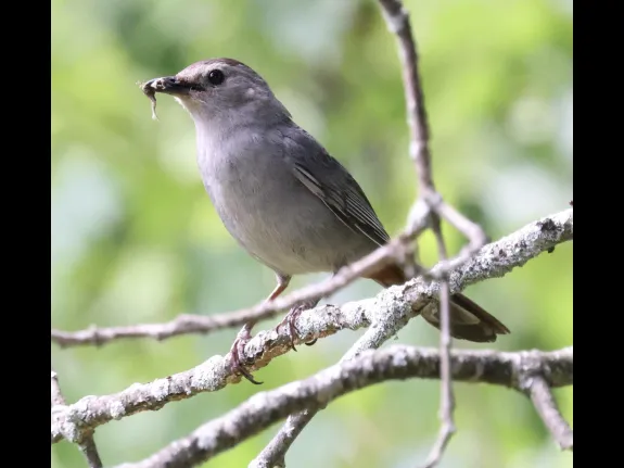 A gray catbird with a frog at Breakneck Hill Conservation Land in Southborough, photographed by Steve Forman.