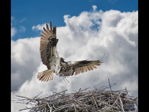An osprey at a nest in Sudbury, photographed by Wayne Dion.