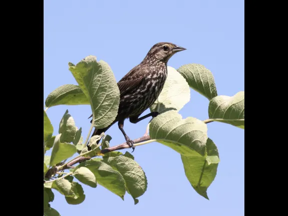 A red-winged blackbird at Breakneck Hill Conservation Land in Southborough, photographed by Steve Forman.