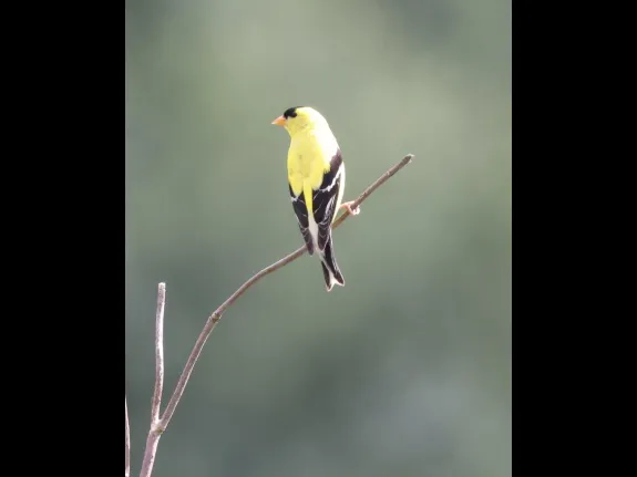 An American goldfinch at Breakneck Hill Conservation Land in Southborough, photographed by Steve Forman.