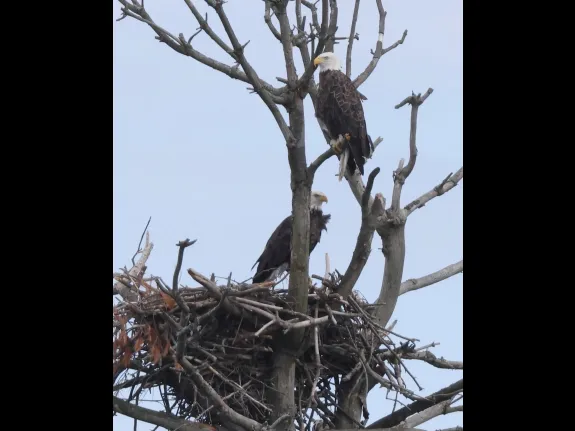 A pair of bald eagles at the Sudbury Reservoir in Southborough, photographed by Steve Forman.