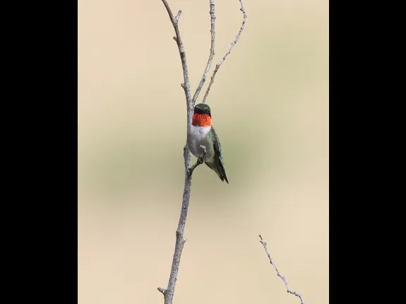 A ruby-throated hummingbird at Breakneck Hill Conservation Land in Southborough, photographed by Steve Forman.