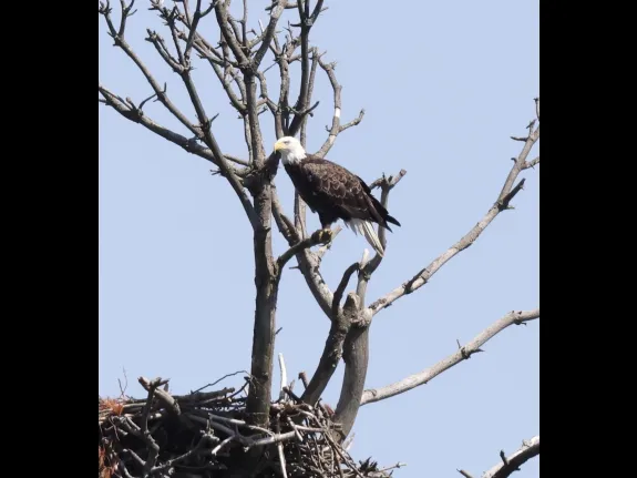 A bald eagle at the Sudbury Reservoir in Southborough, photographed by Steve Forman.