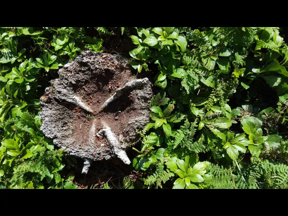 The pattern of branches in an old rotting stump in Northborough, photographed by Steve Bernacki.