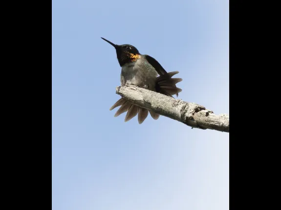A ruby-throated hummingbird at Breakneck Hill Conservation Land in Southborough, photographed by Steve Forman.