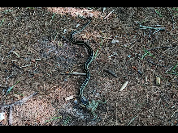 A common garter snake swallowing an American toad at SVT's General Federation of Women's Clubs of Massachusetts Memorial Forest in Sudbury, photographed by Craig Smith.
