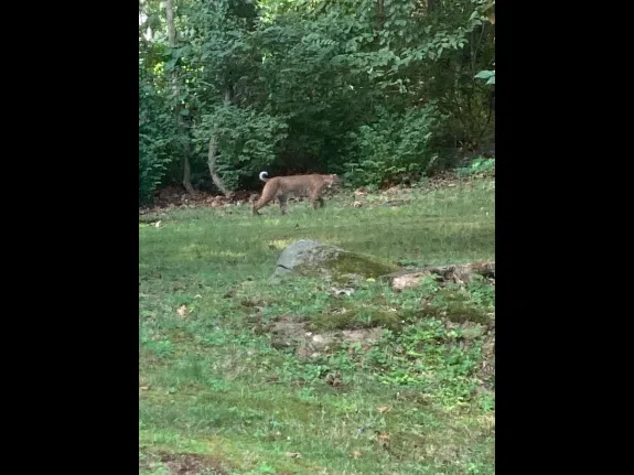 A bobcat in Framingham, photographed by Anne Bell.