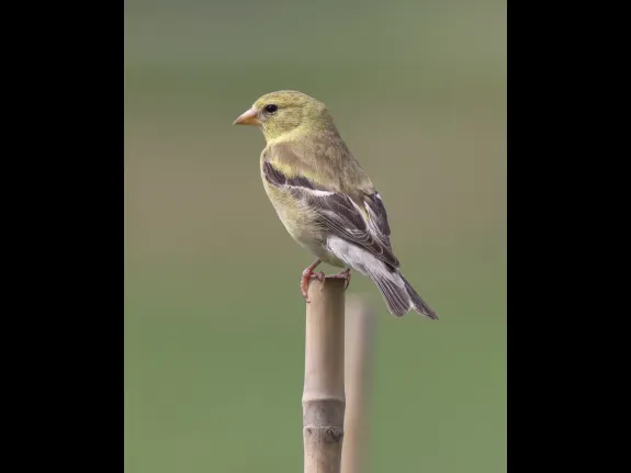 An American goldfinch at Breakneck Hill Conservation Land in Southborough, photographed by Steve Forman.