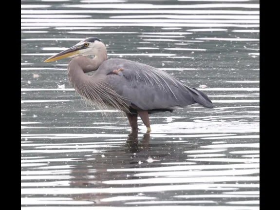 A great blue heron at Hager Pond in Marlborough, photographed by Steve Forman.
