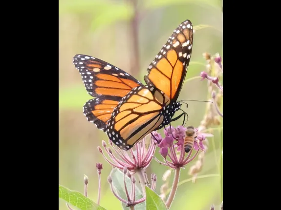 A monarch butterfly at Breakneck Hill Conservation Land in Southborough, photographed by Steve Forman.