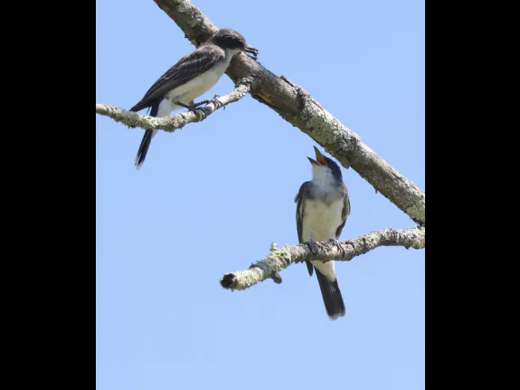 Eastern kingbirds at Breakneck Hill Conservation Land in Southborough, photographed by Steve Forman.