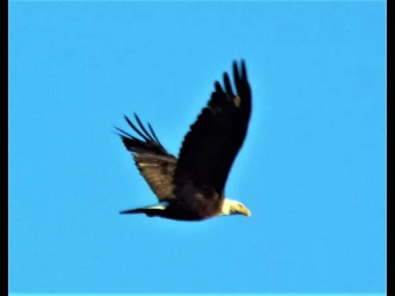 A bald eagle at Bare Hill Pond in Harvard, photographed by Robin Right.