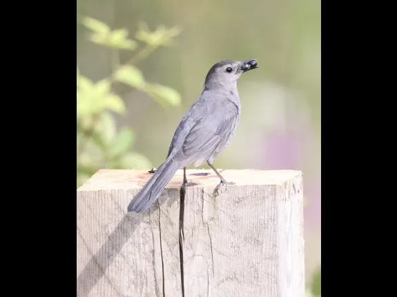 A gray catbird at Breakneck Hill Conservation Land in Southborough, photographed by Steve Forman.
