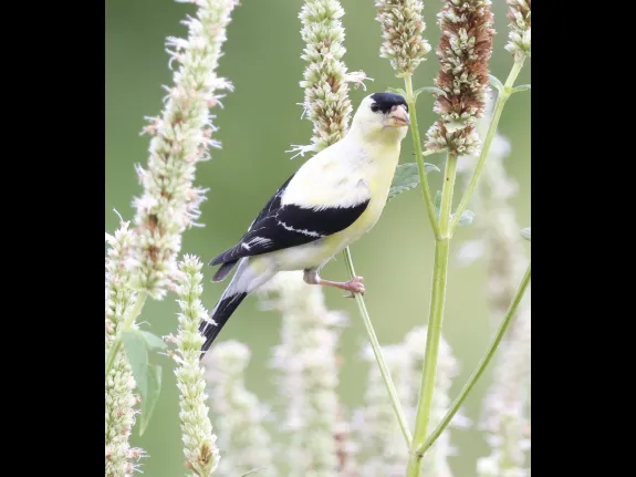 An American goldfinch at Breakneck Hill Conservation Land in Southborough, photographed by Steve Forman.