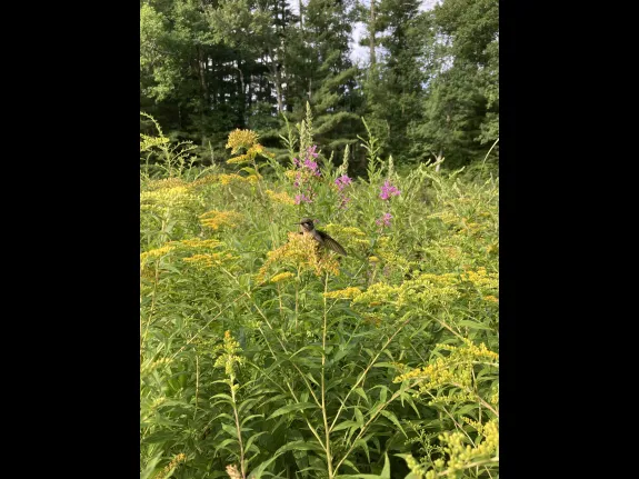 A ruby-throated hummingbird at SVT's Gowing's Swamp in Concord, photographed by Laura Mattei.