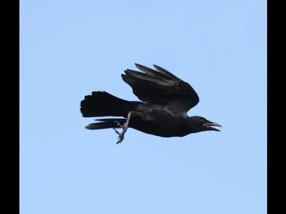An American crow at Breakneck Hill Conservation Land in Southborough, photographed by Steve Forman.