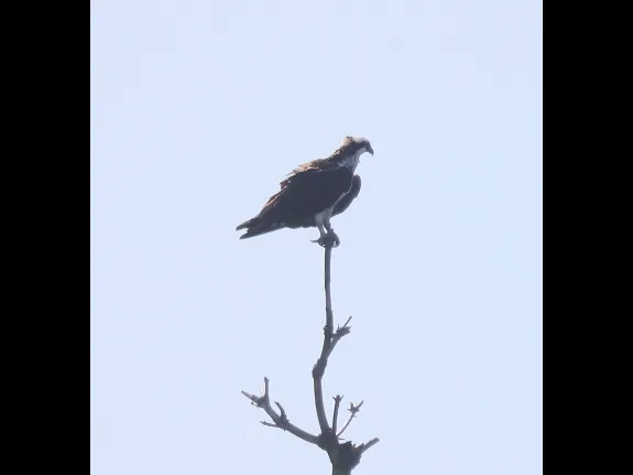 An osprey at the Sudbury Reservoir in Southborough, photographed by Steve Forman.