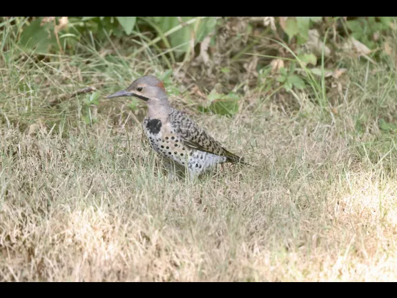 A northern flicker in Framingham, photographed by Steve Forman.