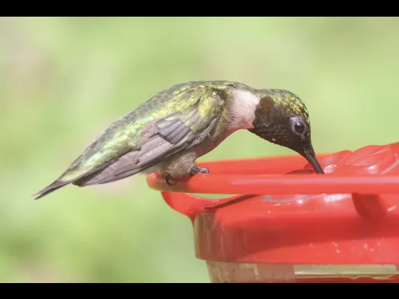 A ruby-throated hummingbird in Framingham, photographed by Steve Forman.