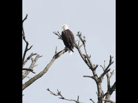 A bald eagle in Southborough, photographed by Steve Forman.