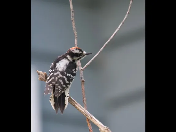 A downy woodpecker in Maynard, photographed by Gail Sartori.