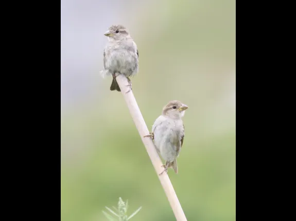 House sparrows at Breakneck Hill Conservation Land in Southborough, photographed by Steve Forman.