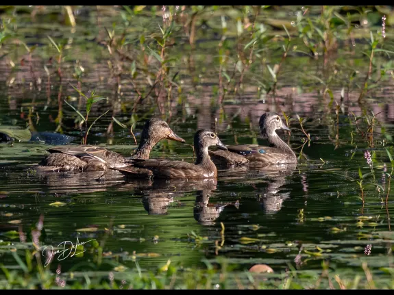 A mallard (left) and two wood ducks on Bruce's Pond in Hudson, photographed by Jim DeLuco.