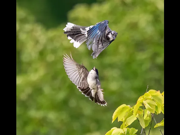 An eastern kingbird (bottom) chases a blue jay at Bruce's Pond in Hudson, photographed by Jim DeLuco.