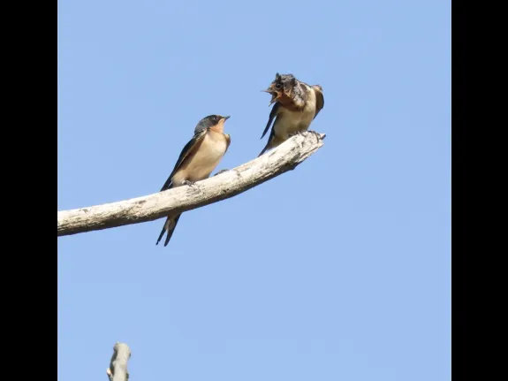 Barn swallows at Breakneck Hill Conservation Land in Southborough, photographed by Steve Forman.
